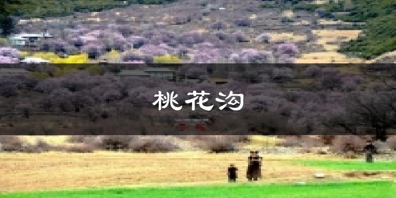 桃花沟今日天气