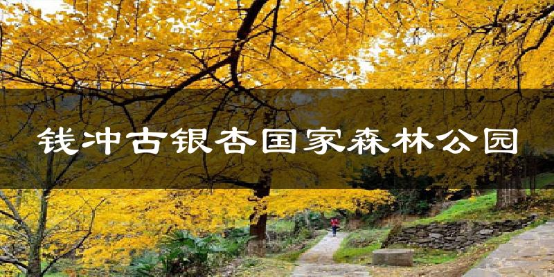 钱冲古银杏国家森林公园气温