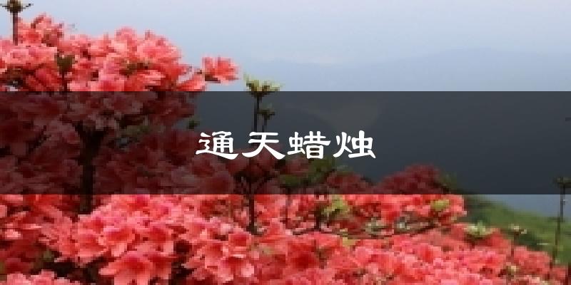 通天蜡烛天气未来15天